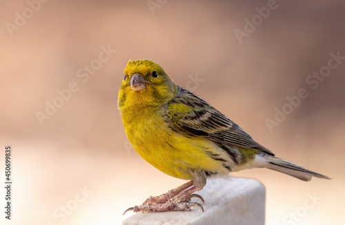 Atlantic canary, Canary Islands
