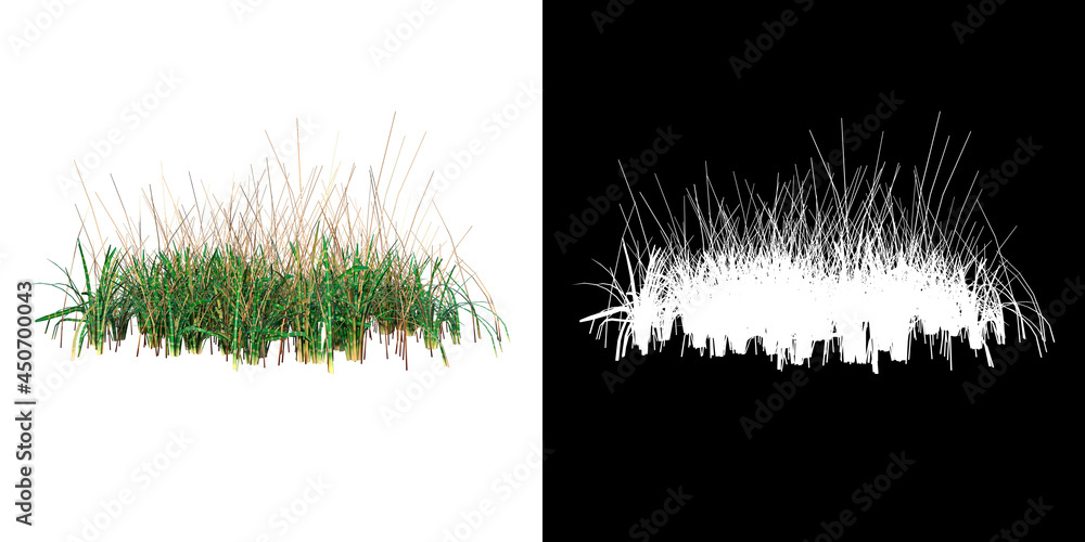 Front view of Plant ( Long Lawn Grass 6) Tree png with alpha channel to cutout made with 3D render Front view of Plant ( Long Lawn Grass 6) Tree png with alpha channel to cutout made with 3D render