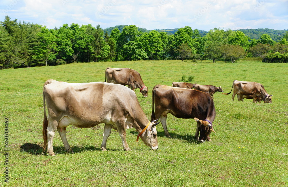 A herd of brown cows eating grass on the field