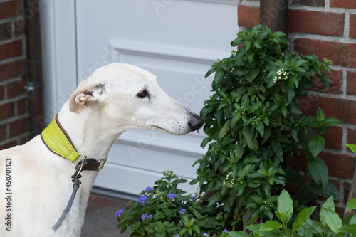 Galgo wartet vor einer Haustüre photo