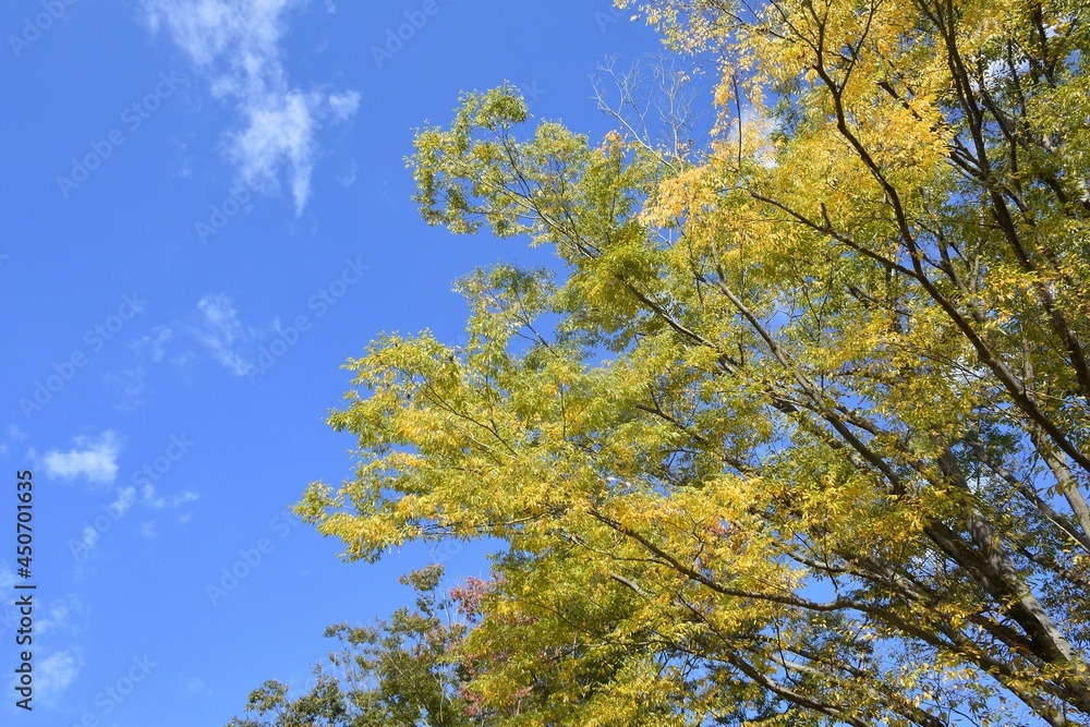 blue sky and yellow leaves blue sky and yellow leaves