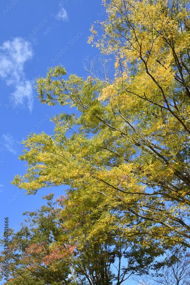 blue sky and yellow leaves blue sky and yellow leaves