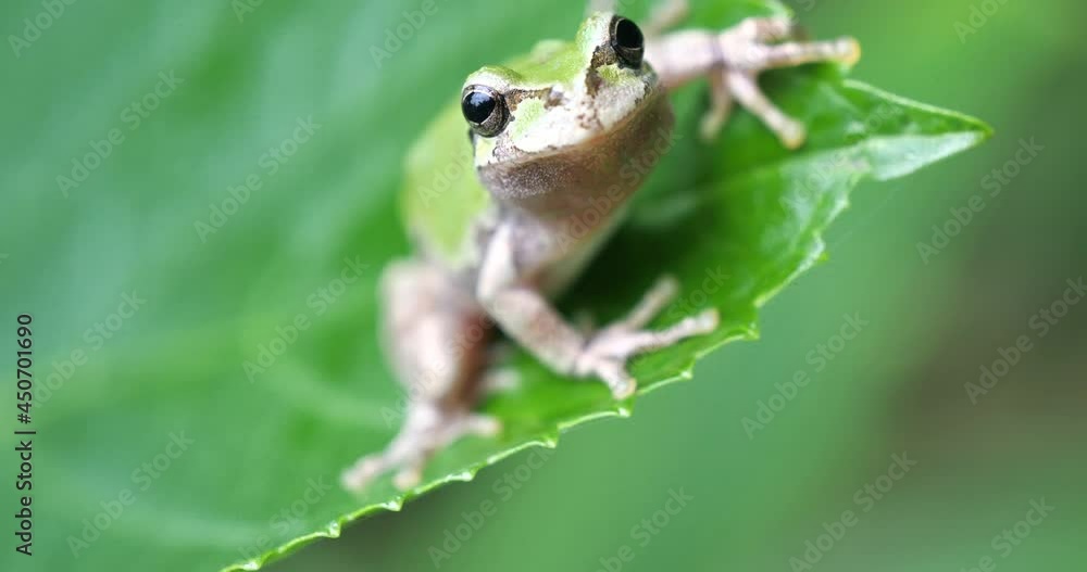 Japanese treefrog on leaf Japanese treefrog on leaf