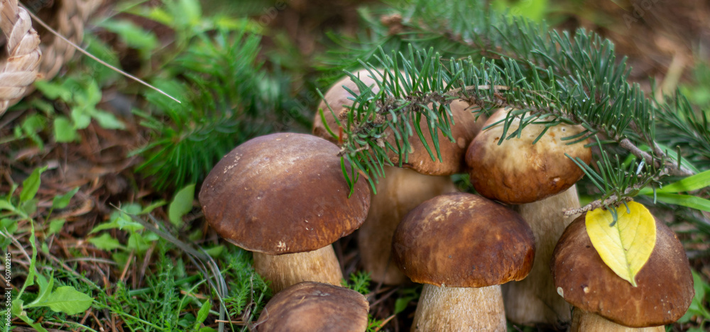 Mushroom boletus edilus. Popular white Boletus mushrooms in forest. Mushroom boletus edilus. Popular white Boletus mushrooms in forest.