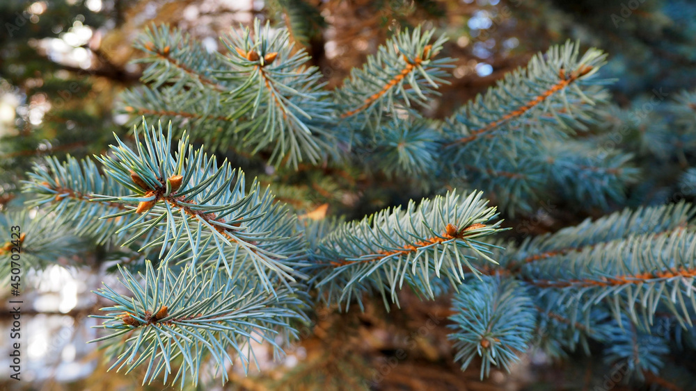 branches of a blue Christmas tree growing in the forest close branches of a blue Christmas tree growing in the forest close