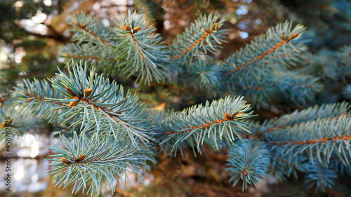 branches of a blue Christmas tree growing in the forest close