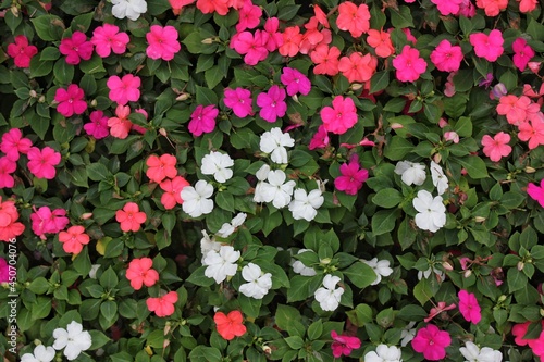 Red, white and pink petunias growing in the backyard flower garden.