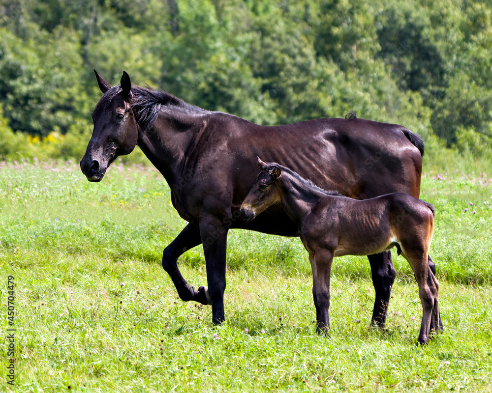 Horses in field Stock Photo. Mare and foal horse close-up profile side view standing near her mother in a meadow field with a blur green background and wildflowers. Horses in field Stock Photo. Mare and foal horse close-up profile side view standing near her mother in a meadow field with a blur green background and wildflowers.