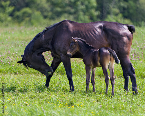 Horses in field Stock Photo. Mare horse eating grass with her foal standing near her in the meadow field with a blur green background in their environment and surrounding.