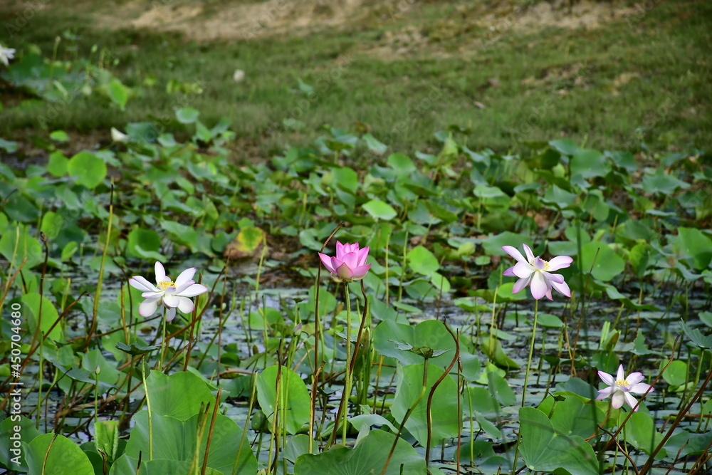 Beautiful blooming lotus flower in the pond