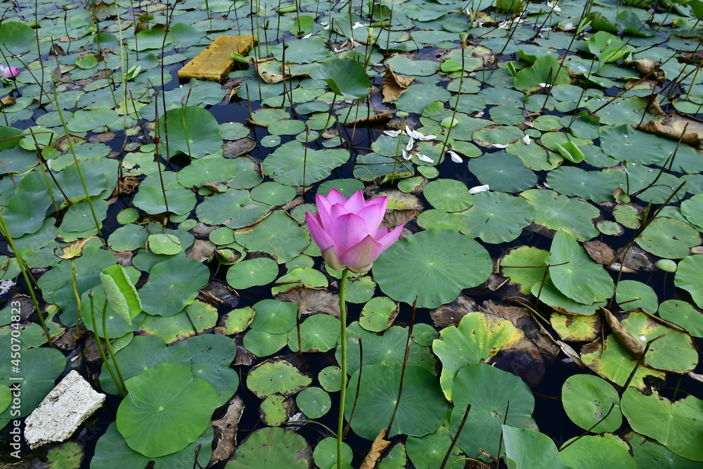 Beautiful blooming lotus flower in the pond Beautiful blooming lotus flower in the pond