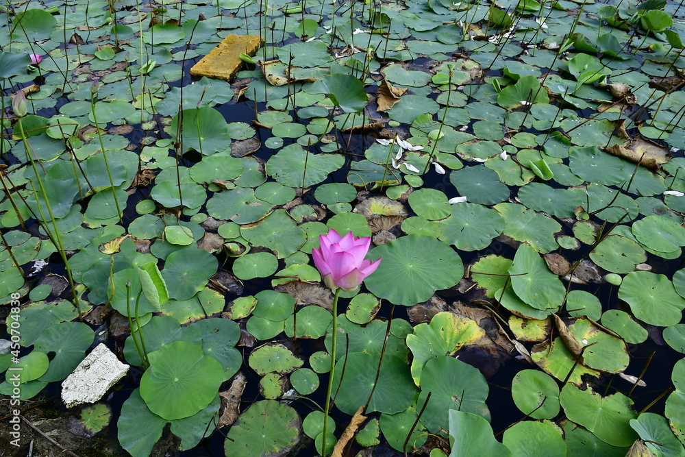 Beautiful blooming lotus flower in the pond Beautiful blooming lotus flower in the pond