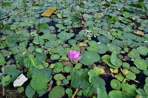 Beautiful blooming lotus flower in the pond 