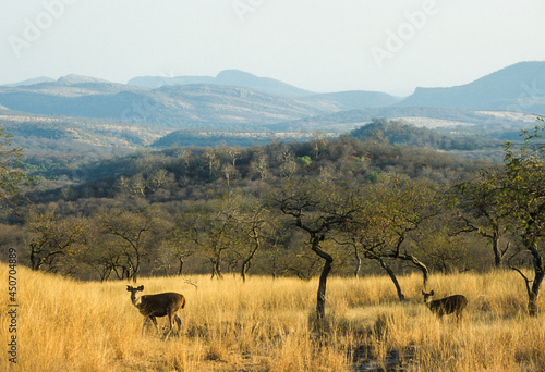 cerf sambar, Rusa unicolor, Parc national de Ranthambore, Inde photo