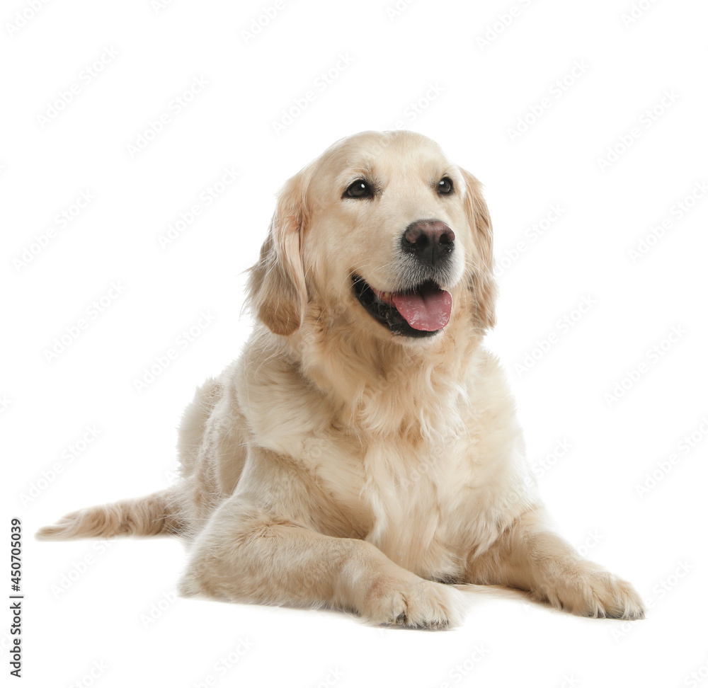 Cute Golden Retriever dog on white background