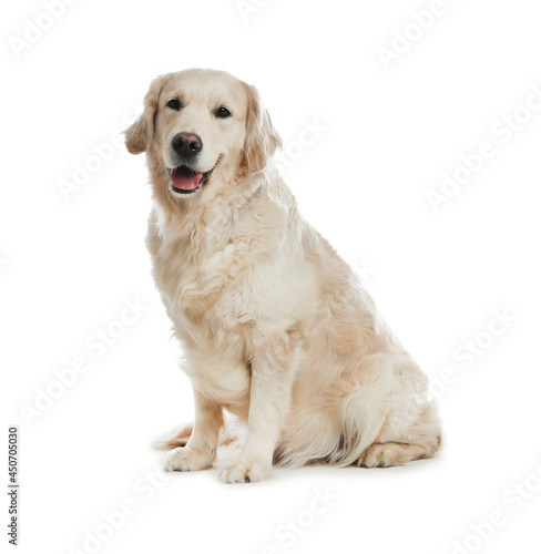Cute Golden Retriever dog on white background © New Africa