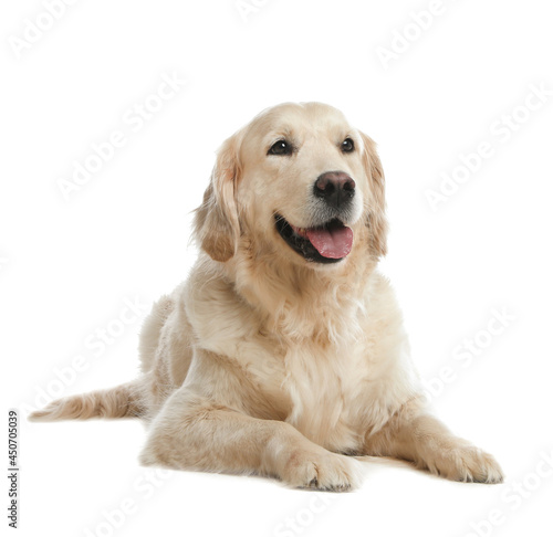 Cute Golden Retriever dog on white background