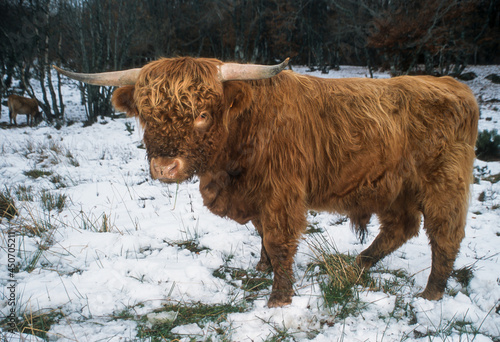 Vache, Taureau, race Ecossaise,  vache Highland