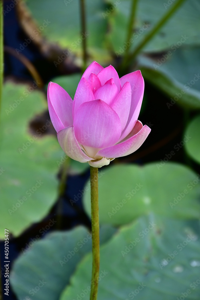 Beautiful blooming lotus flower in the pond Beautiful blooming lotus flower in the pond
