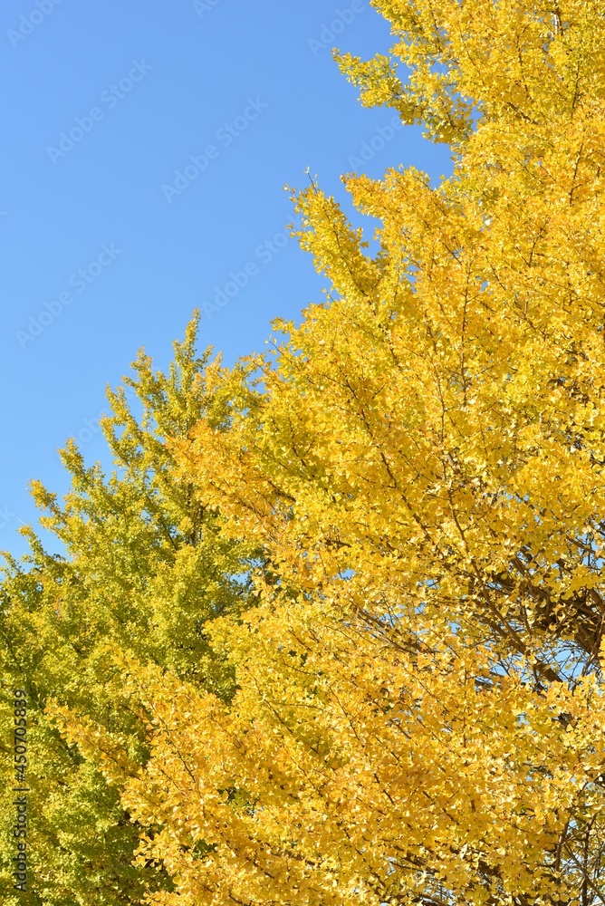 blue sky and yellow leaves of ginkgo blue sky and yellow leaves of ginkgo