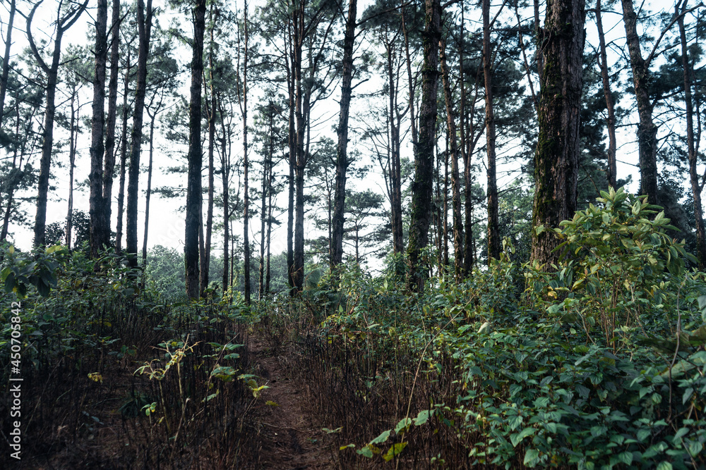 Summer forest and the road into the forest Summer forest and the road into the forest