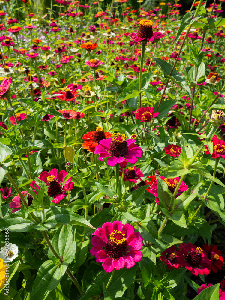 a meadow with lots of colorful flowers, in the sunshine