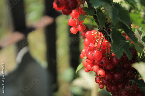 Berry-red currant-in the garden in summer