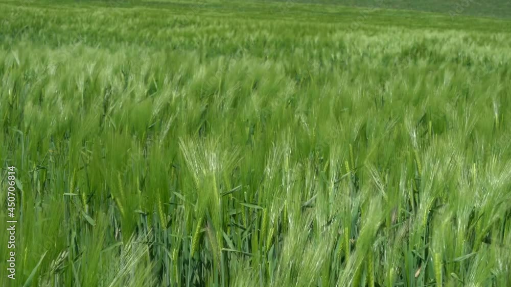 Young Green Field Of Barley Blowing In The Wind At Spring. - static Young Green Field Of Barley Blowing In The Wind At Spring. - static