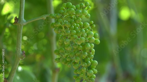 Unripe Green Grape Bunch Swaving in Light Wind, Healthy Vineyard photo