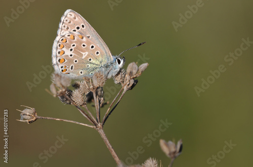 Naklejka Adonis Blue