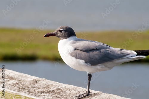 A Laughing Gull perched on a wooden rail at Assateague Island