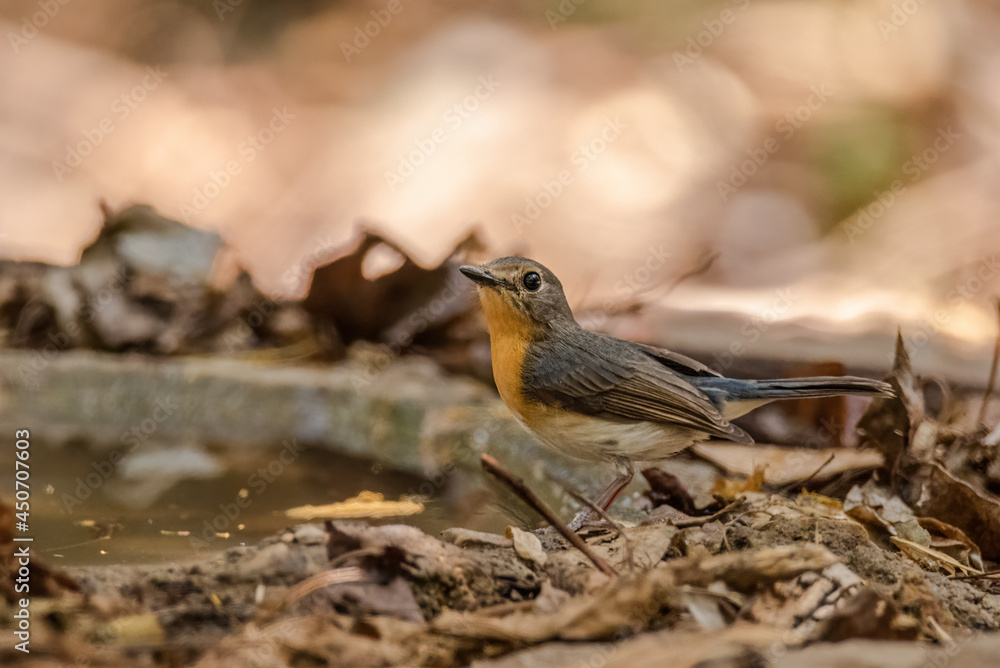 Fototapeta premium Indochinese Blue Flycatcher; perched on an almost straight branch in the early morning hours in a forest in Thailand