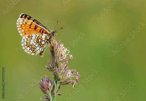 Nickerl's Fritillary