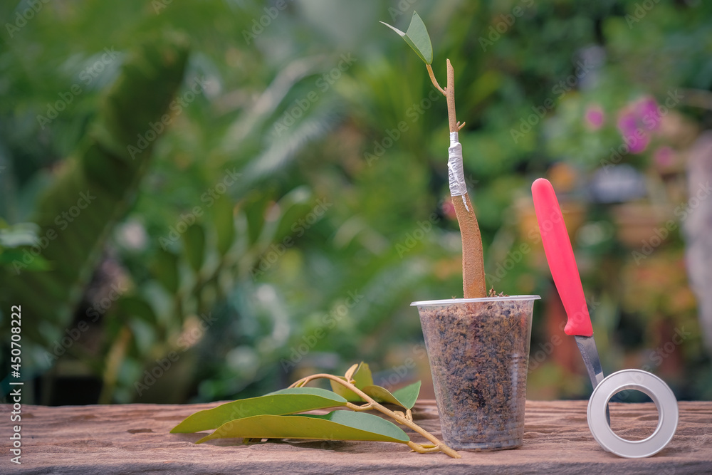 Gardener preparing durian tree branch for grafting with knife.