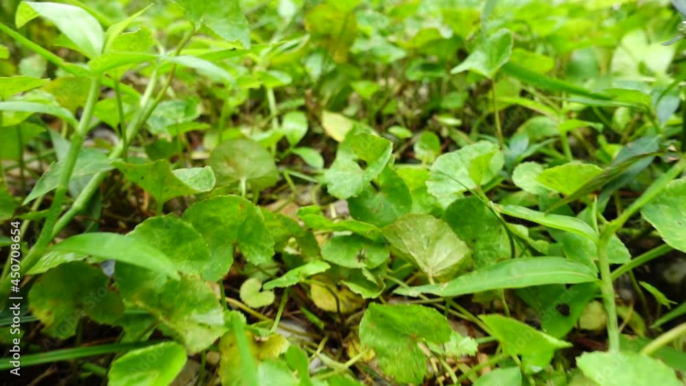 FHD 250 fps Slow motion green plants on the ground with zoom out camera movement FHD 250 fps Slow motion green plants on the ground with zoom out camera movement