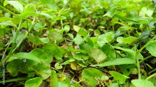 Wallpaper Mural FHD 250 fps Slow motion green plants on the ground with zoom out camera movement  Torontodigital.ca