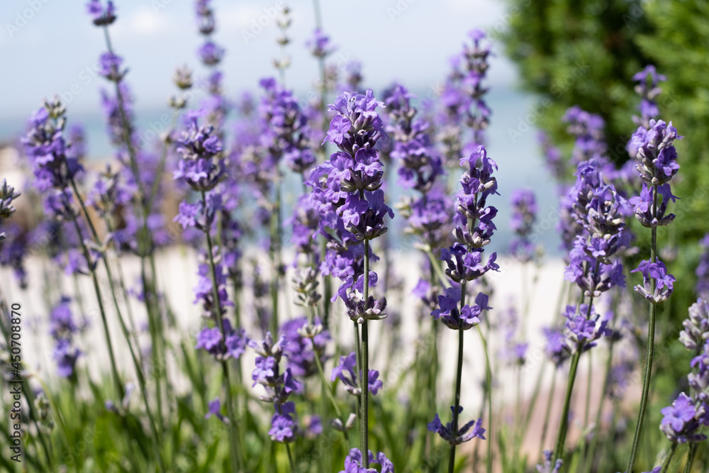 Fototapeta premium blooming lavender on sea background