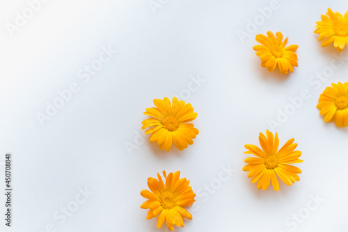 Marigold flowers on a white background. Medicinal plants. Background with orange flowers. 