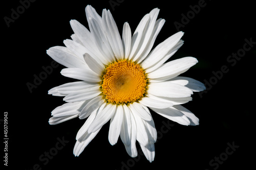 Chamomile flower close-up on a black background.