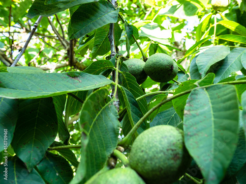 green walnut fruits closeup on tree in home garden