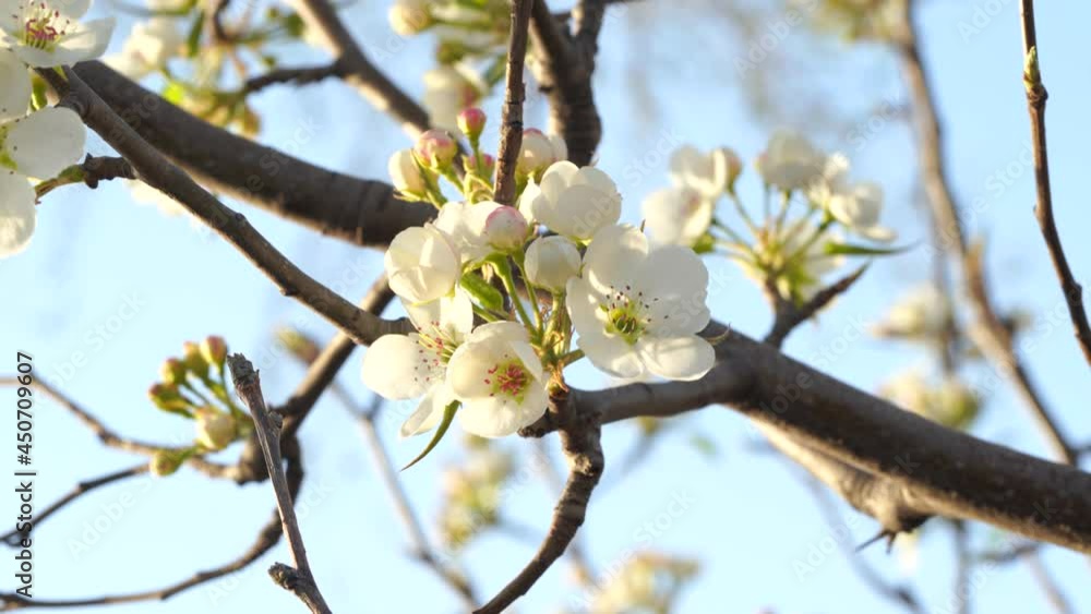 Pear blossoms in early spring in Northeast China Pear blossoms in early spring in Northeast China