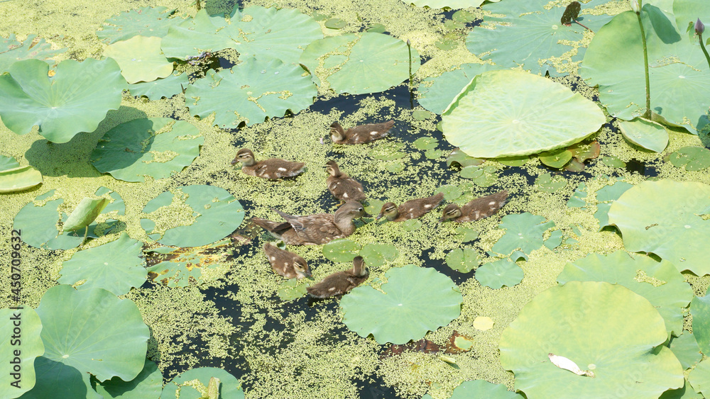 ducks in the lotus pond ducks in the lotus pond