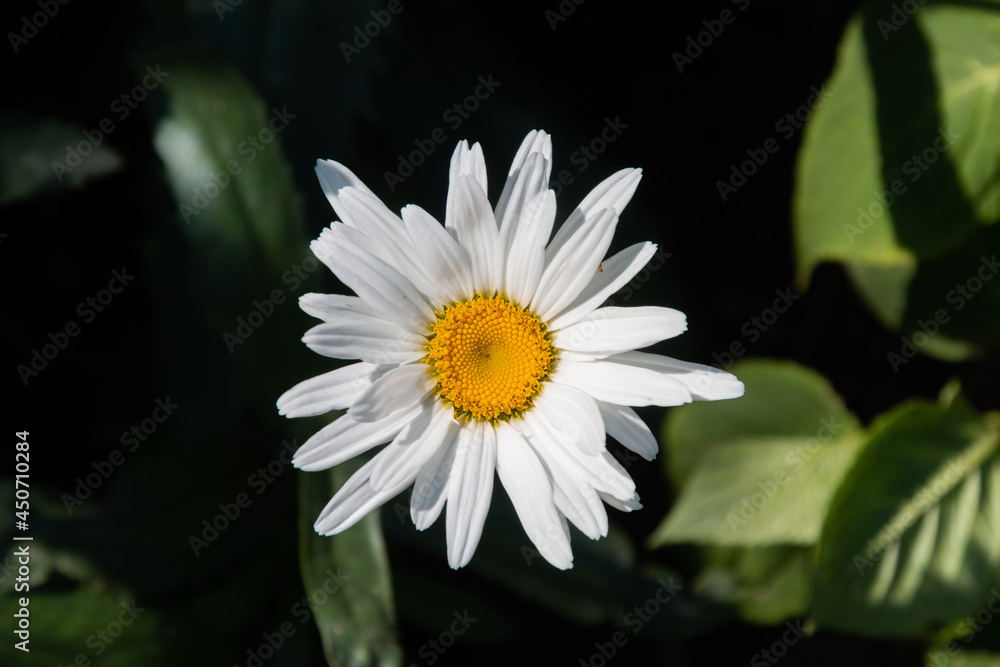 Chamomile flower on a blurred background. Close-up. Chamomile flower on a blurred background. Close-up.