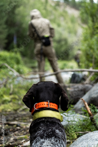 A hunting dog looks forward at its owner. German drathaar on the hunt.