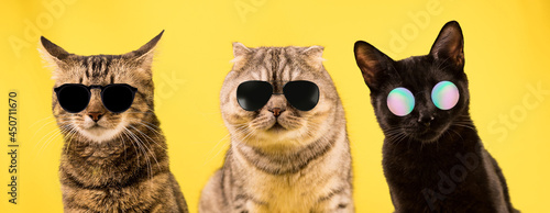 Three cats in dark glasses on a yellow background. Cool cats, a cat gang. © Регина Ерофеева
