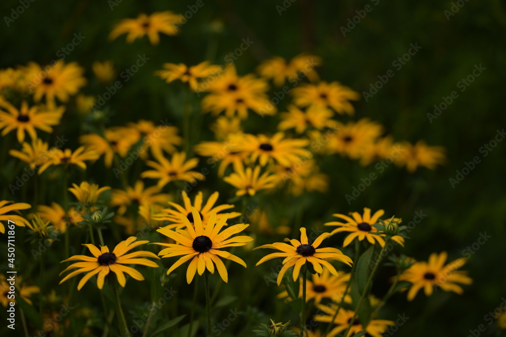 Rudbeckia flowers background Rudbeckia flowers background