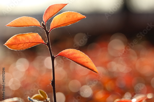closeup of a barberry branch with red leaves in counterlight on a natural blurry autumn  background
 photo