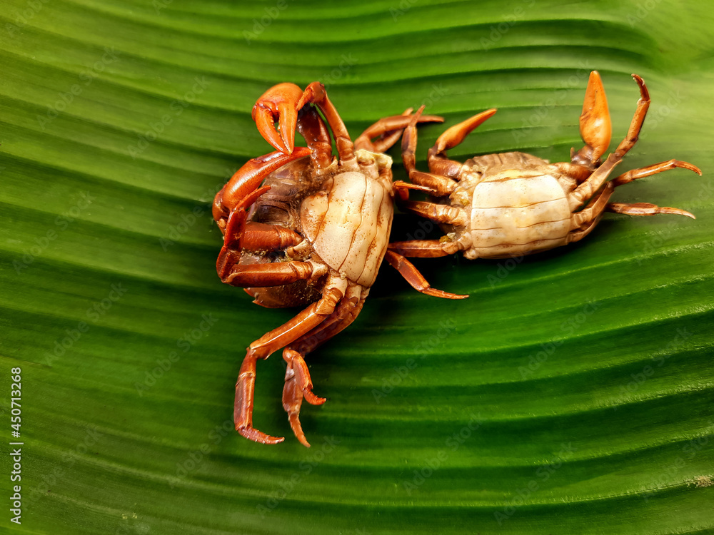 Boiled Thai crabs. Food ingredient for cooking in variety menu for Thai