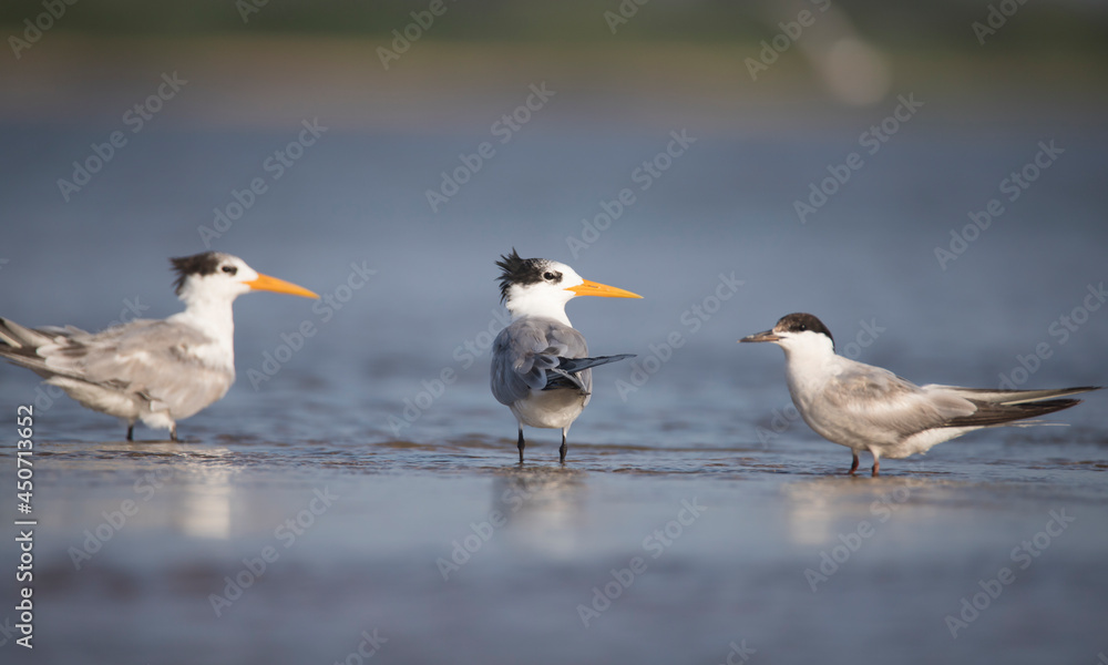 Two lesser crested terns and a common tern in back water lake Two lesser crested terns and a common tern in back water lake