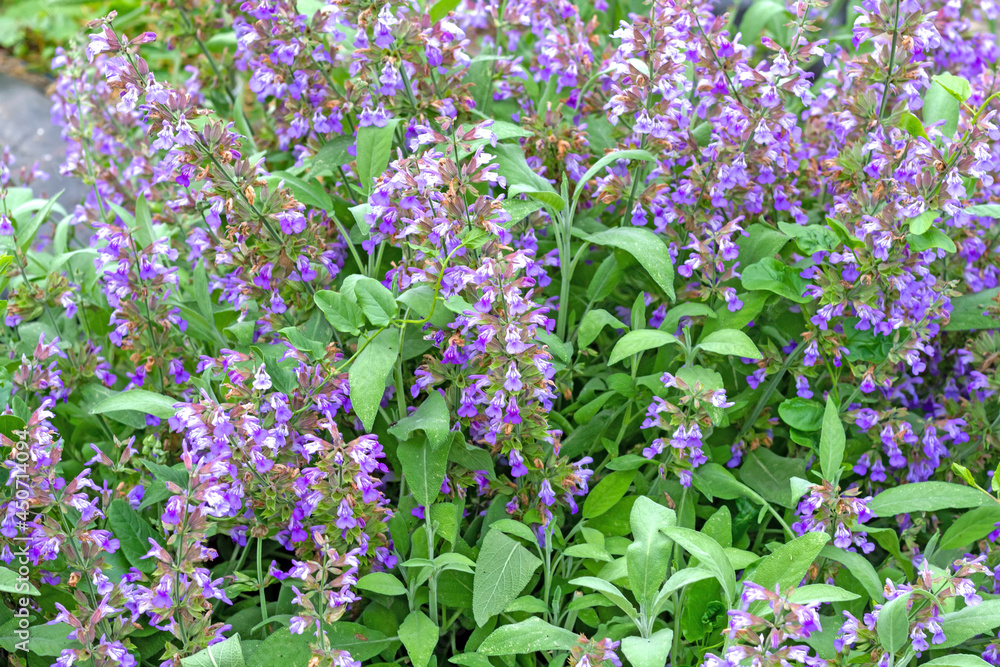 Obraz premium Sage plant (Salvia officinalis) in flower in a greenhouse.